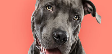 Pitbull Portrait