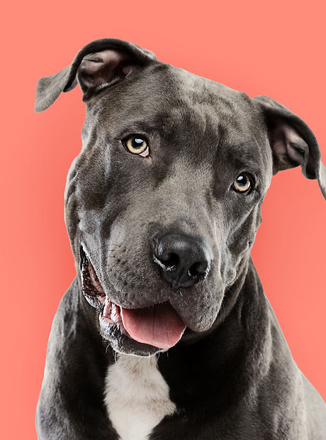 Pitbull Portrait