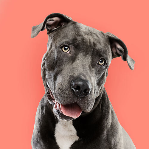 Pitbull Portrait