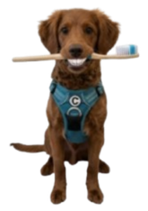 Woodrow Dental.png