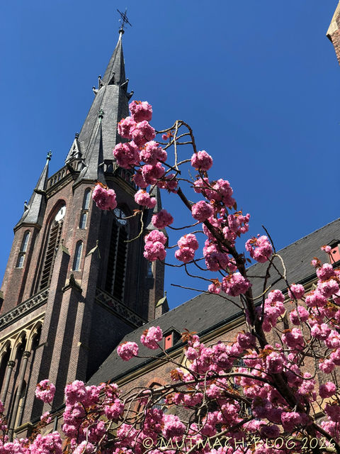 Kirchturm mit blühendem Kirschbaum vor blauem Himmel.