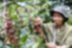 female producer picking up coffee for vietnam coffee production -Koltiva.com
