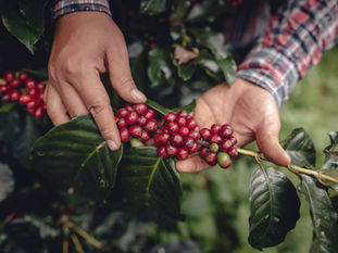Une Analyse Approfondie de la Chaîne d'Approvisionnement du Café : Série de Fiches Techniques sur les Produits de Base