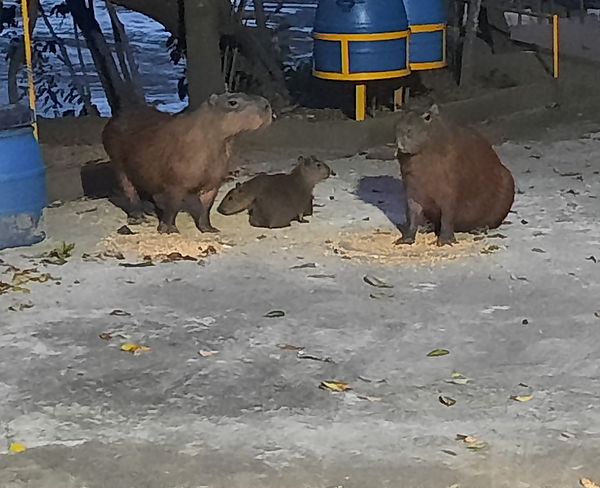 Capivara05.jpeg