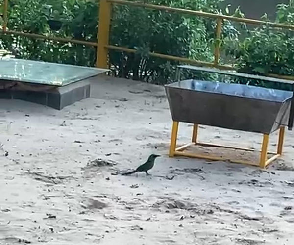 Imagem Udu de  Cabeça Azul 6.jpeg