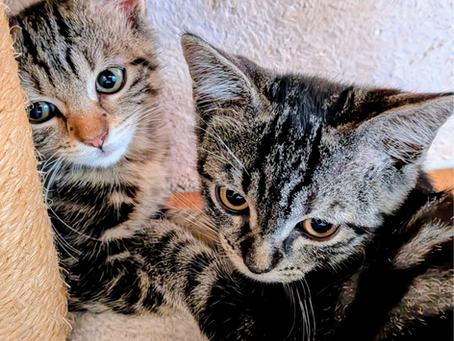 COMETE (adoptée )et METEORE (réservé)-2026