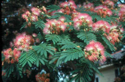 Albizia