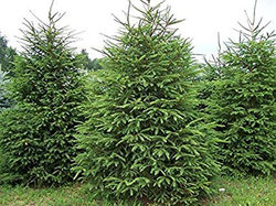 Norway Spruce_