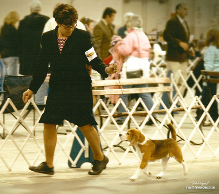 Joe AKC Championship