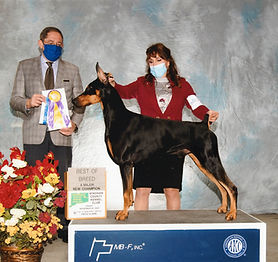 Granite finishes his CH going Breed and Group 3!