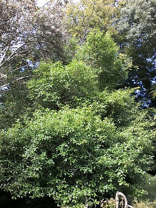20170908_092319_resized