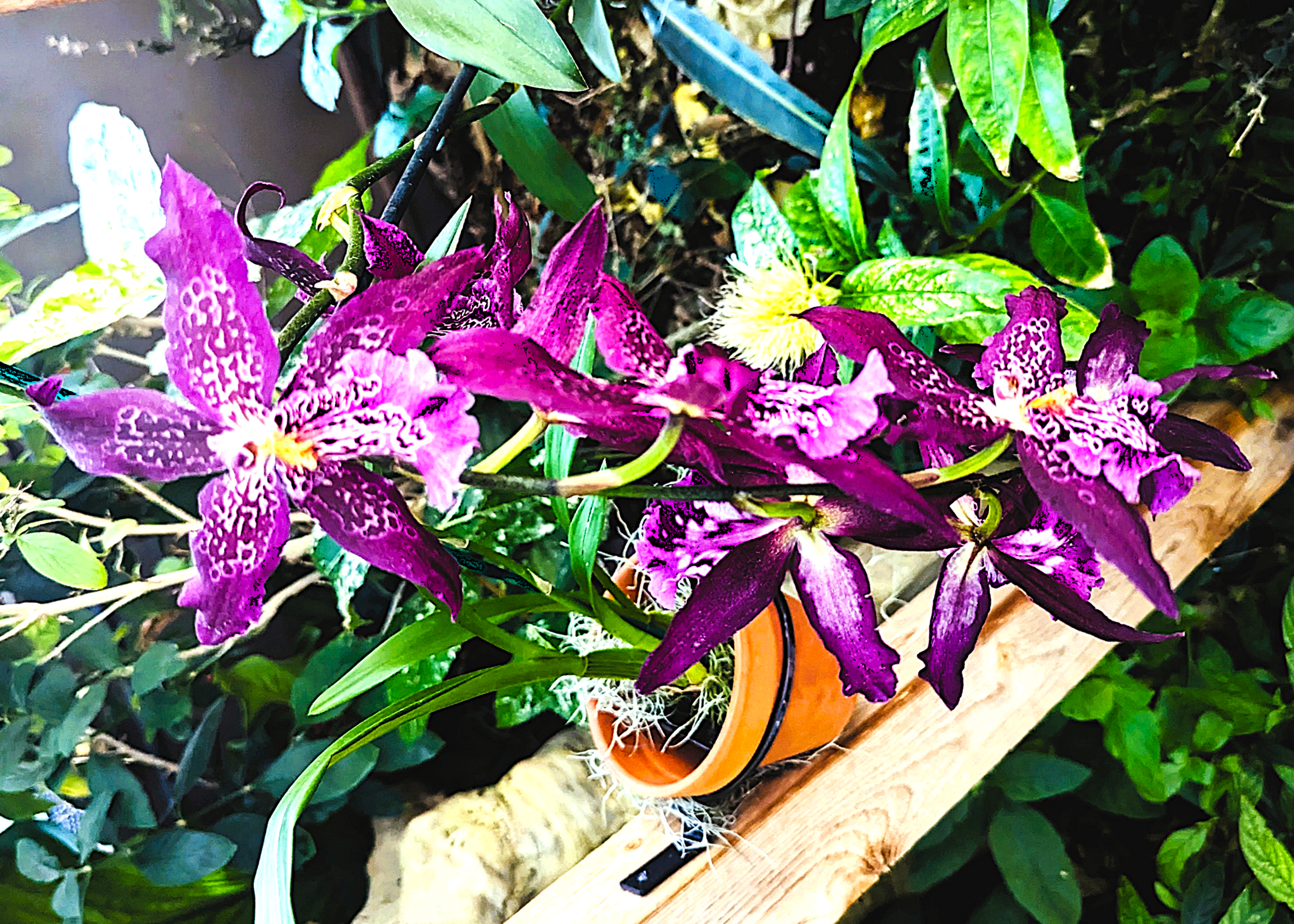 Purple Orchids.png