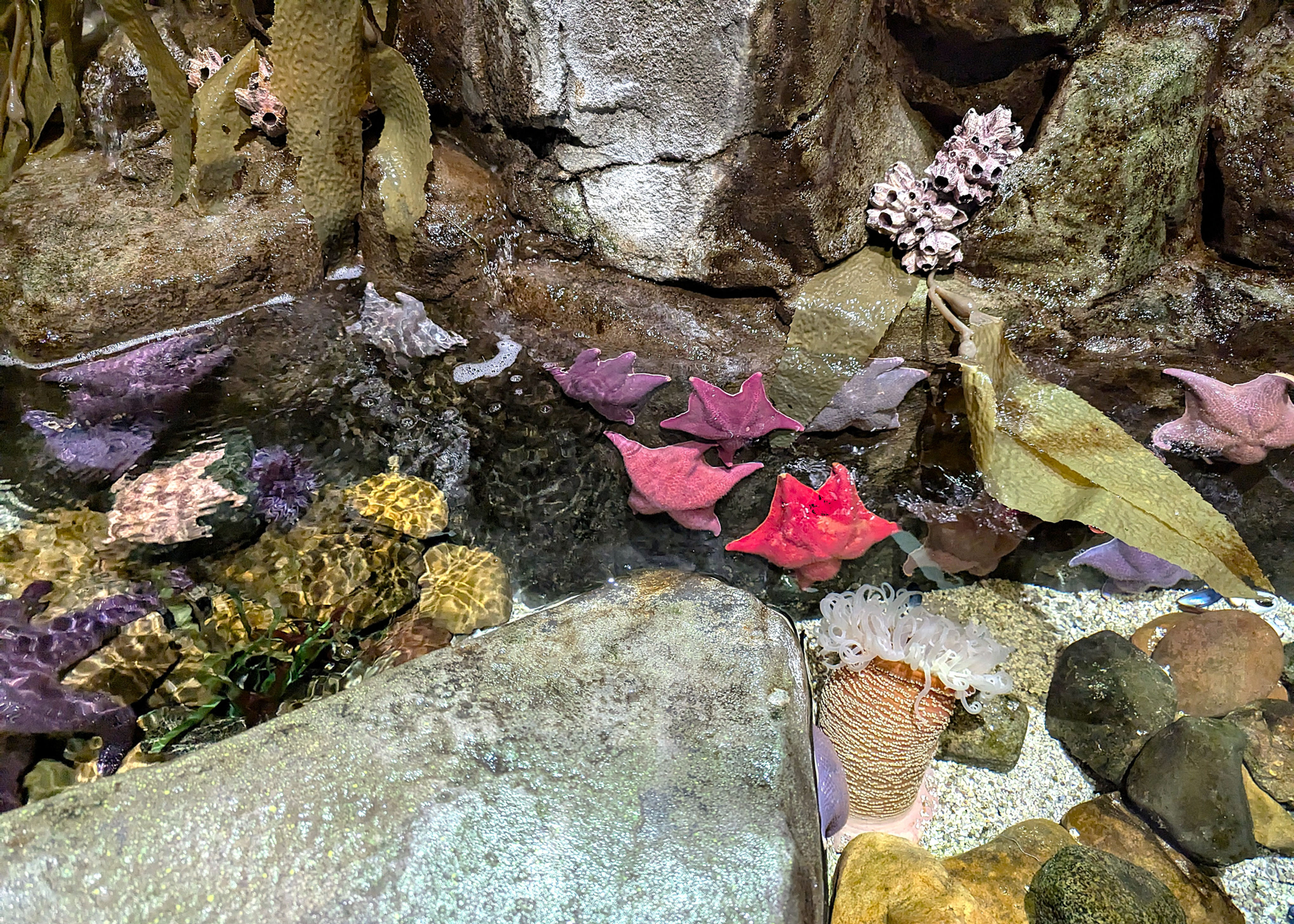 Starfish.jpeg