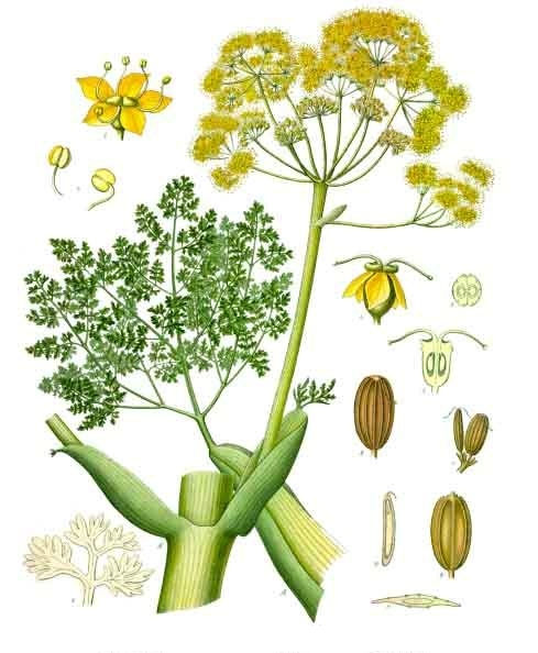 Propriétés énergétiques de l'huile essentielle de Galbanum