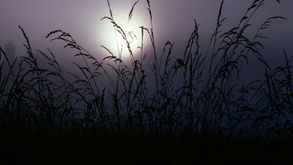 June 1977 A Bar Mitzvah (Not in Hays)