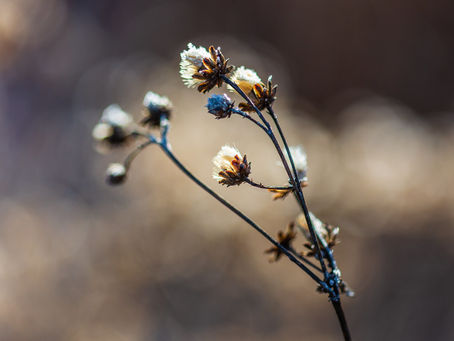 Central Ohio Winter: Hard Road Park
