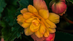 July 1977: Katherine Spotted Bird’s Funeral