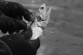 IMG_3672