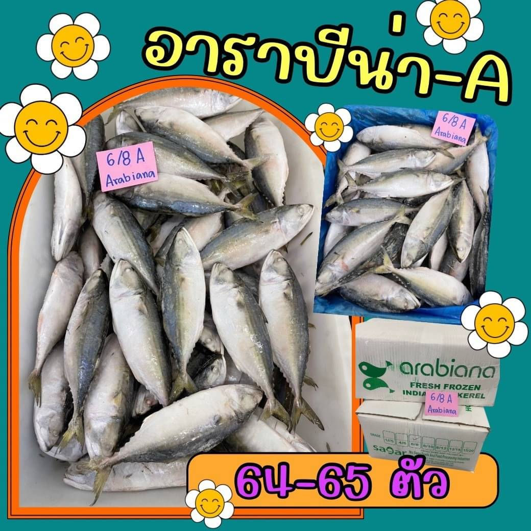 6/8 อาราบีน่า A