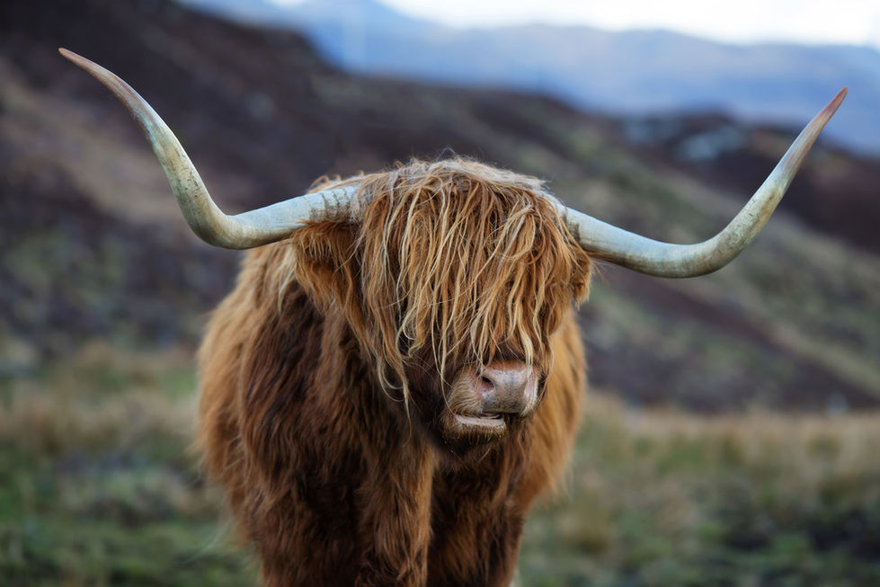 Schottland (12)