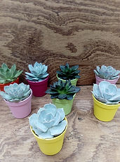 μπομπονιερα παχυφυτο βαφτιση κοριτσι αγορι γλαστρακι πρωτοτυπη ιδιαιτερη ξεχωριστη