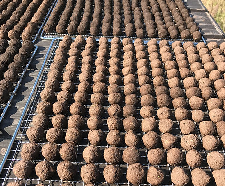 Wholesale seed bombs