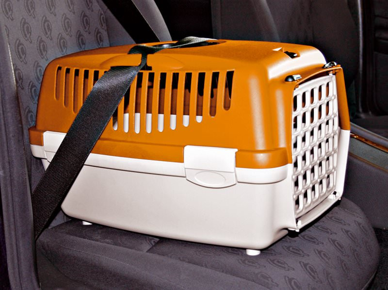 Installation correcte d'une caisse à chat à l'aide de la ceinture de sécurité