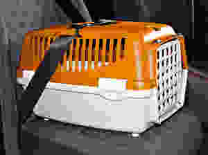 Installation correcte d'une caisse à chat à l'aide de la ceinture de sécurité