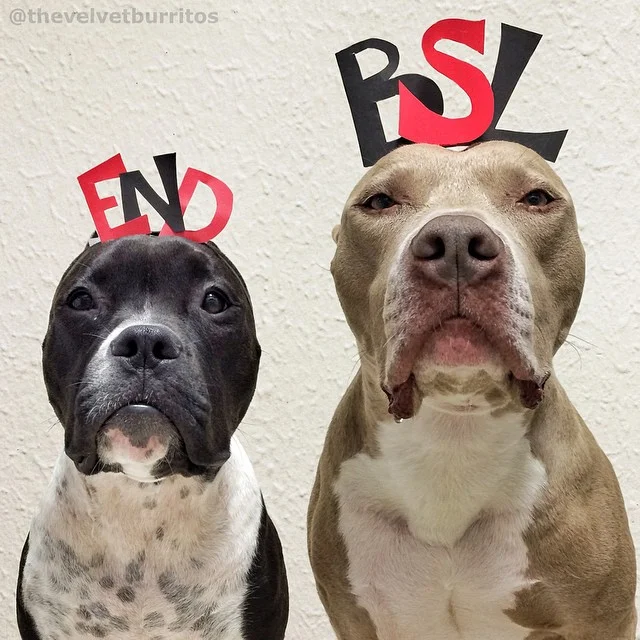 missouri pit bull rescue