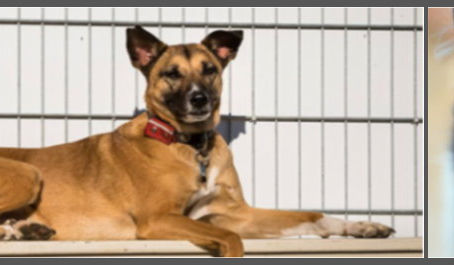 "Ein Tier zu retten verändert nicht die Welt,
aber für dieses eine Tier verändert sich die ganz