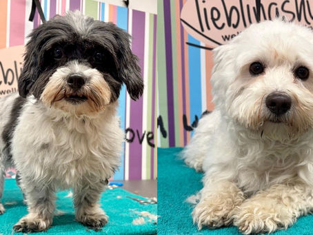 Maja und Molly - ein untrennbares (?) Duo zum verlieben