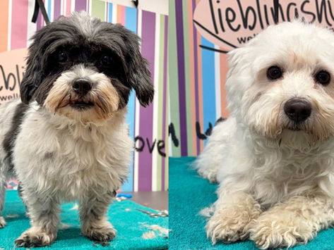 Maja und Molly - ein untrennbares (?) Duo zum verlieben