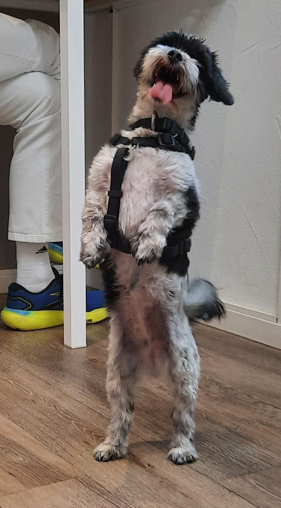 Maja in voller Größe