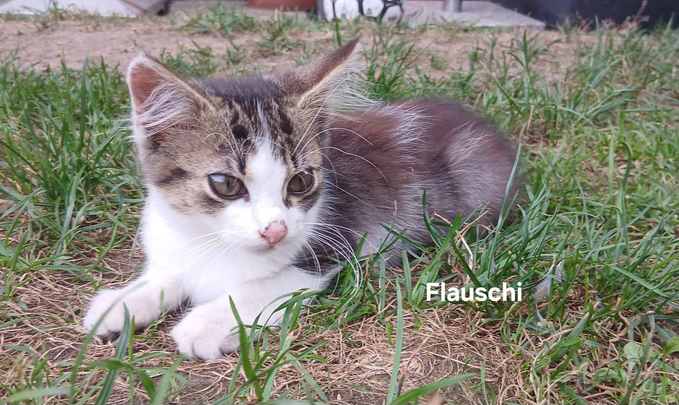 Flauschi und Striezi - zwei Zuckerschnuten suchen ein Zuhause