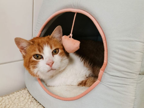 Leo erobert ??? Menschenherzen!