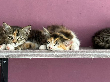 Kleo und Fritzi, Molli und Gina - eine Familie, die paarweise ein neue Zuhause suchen