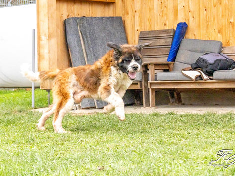 Spike - raue Schale, weicher Kern