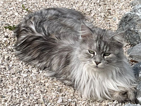 Maine-Coon Schönheit sucht - von privat - einen neuen Platz