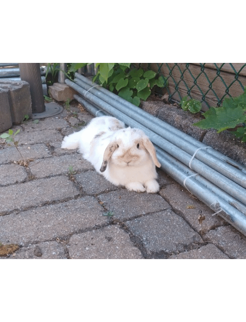 20230809_191032.gif