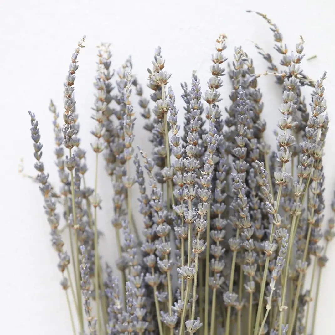 Organic Lavender