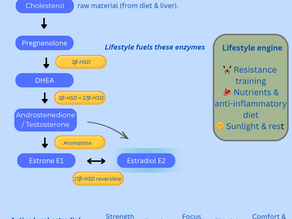 Flowchart on estrogen metabolism, highlighting lifestyle influences and tissue effects. Includes text on exercise, diet, and hormone pathways.