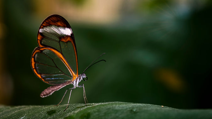 Butterfly2019-2.jpg