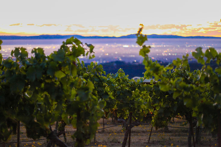 Ridge Vineyards Harvest Monte Bello.jpg