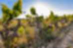 A close-up of a row of spaced out vines along a dirt path. In between the plants are various wildflowers. The sun is shining bright on the horizon against a blue sky.