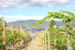 Close up of vines at Switchback Vineyard - Okanagan Crush Pad - IWCA winery in Canada.jpg