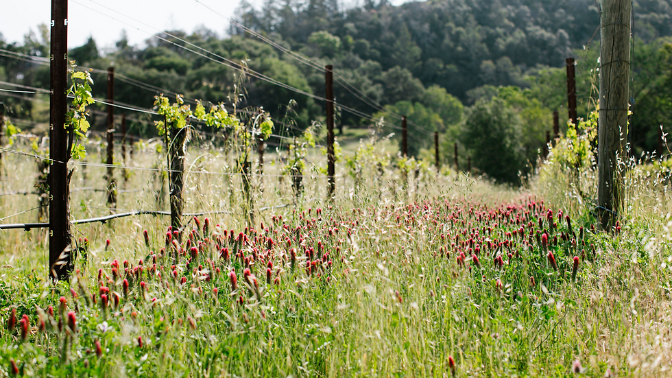 Red flowers and other cover crops fill the ground in between rows of vineyards. In the background are forests at Medlock Ames' vineyard in California.