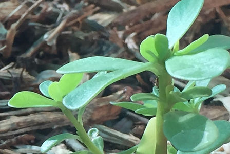 purslane%20714_edited.jpg