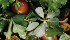 Purslane and Parsley Salad