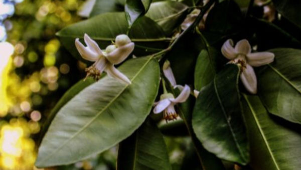 NEROLI