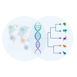Phylogenetics Meets Population Genetics